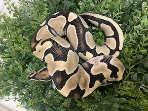 Desert Ghost het Pied 0.1 NZ2023 