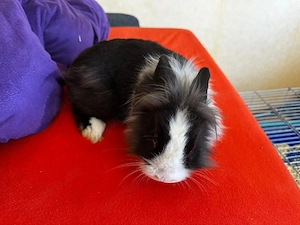 Hasen zu verschenken 