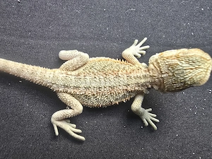 Vorankündigung zur Abgabe im Juni