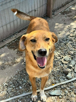 Fröhlicher Kerl wünscht sich ein Zuhause 