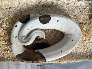 Black Pastel Pied 0.1 2025 NZ. 