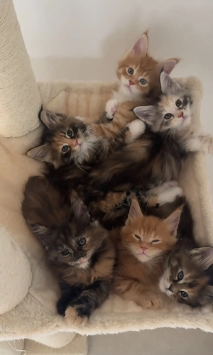 Wunderschöne Maine Coon Kitten 9 Wochen alt 