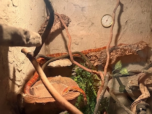 2 Kornnattern abzugeben