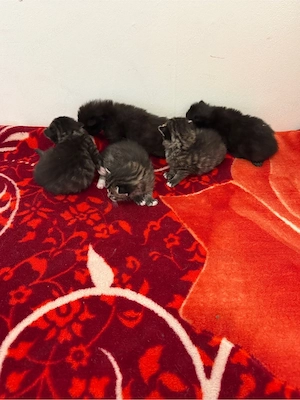 (: Kitten suchen ein liebevolles Zuhause :)