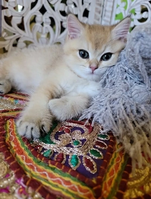 Bezauberndes Britisch-Kurzhaar-Kätzchen sucht ein neues Zuhause