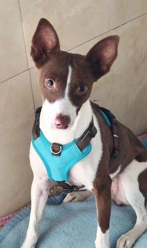     Verspielte Noa sucht ein liebevolles Zuhause