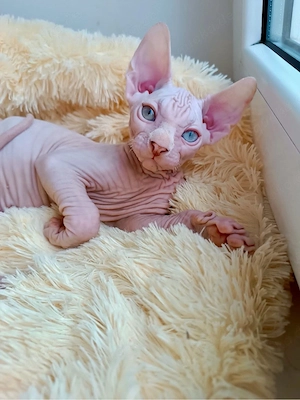 liebevoller Sphynx sucht neue Familie