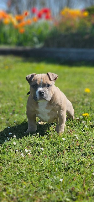 Erstklassige American Pocket Bully Welpen Abgabebereit  Bild 5