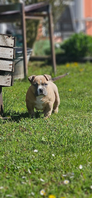 Erstklassige American Pocket Bully Welpen Abgabebereit  Bild 4