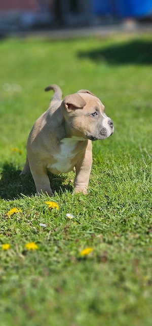 Erstklassige American Pocket Bully Welpen Abgabebereit 