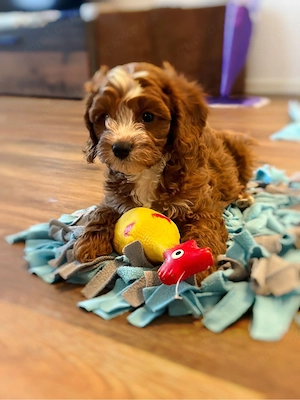 Maltipoo Rüden Welpen