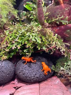 Oophaga pumilio Solarte Nancy