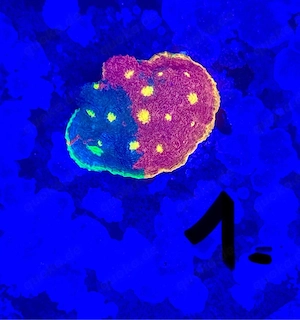 Chalice  Flamming Bughatti 