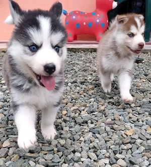 Siberian Husky (Rüde und Hündin)