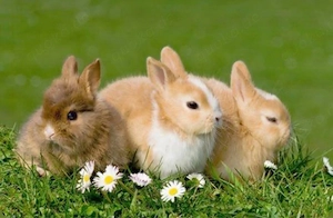 Zwergkaninchen Farbzwerge Farbenzwerg Kaninchen 