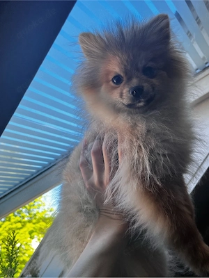    Pomeranian (Zwergspitz) Welpe weiblch