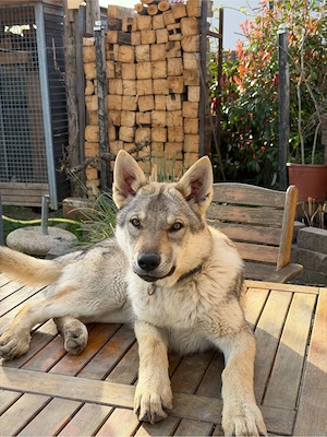 Tschechoslowakische Wolfhund