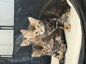 Zauberhafte Bengal-Kitten suchen ein liebevolles Zuhause