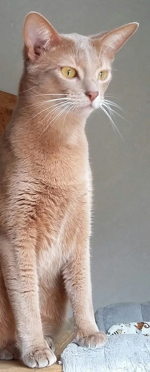 Abissinier Kätzin extreme verspielt und schmusig)) 