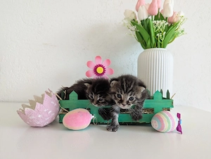 Main coon mix Kitten   Kitten   Katzenbaby   Babykatze 