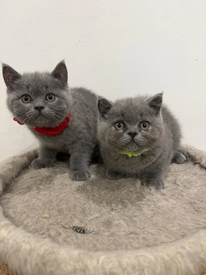 BKH Kitten liebevoll und verspielt 