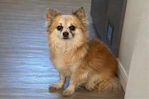 Mucki: Wunderschöner langhaar Chihuahua Rüde sucht liebevolles Zuhause