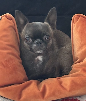 Kurzhaar Chihuahua Hündin sucht liebevolles Zuhause 