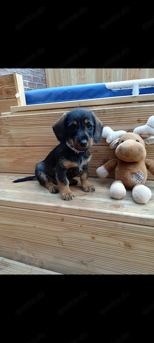 Süße Rauhaardackel-Welpen   Dackel suchen ein liebevolles Zuhause 