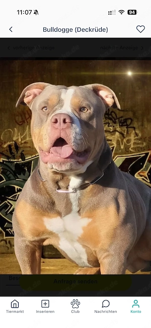 Deckrüde Old English Bulldogge (OEB)