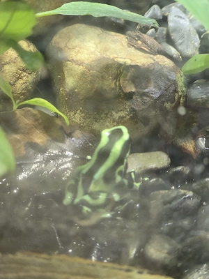 4 Pfeilgiftfrösche Dendrobates Auratus Bild 2