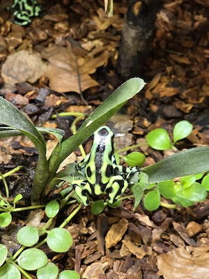 4 Pfeilgiftfrösche Dendrobates Auratus Bild 3