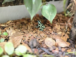 4 Pfeilgiftfrösche Dendrobates Auratus