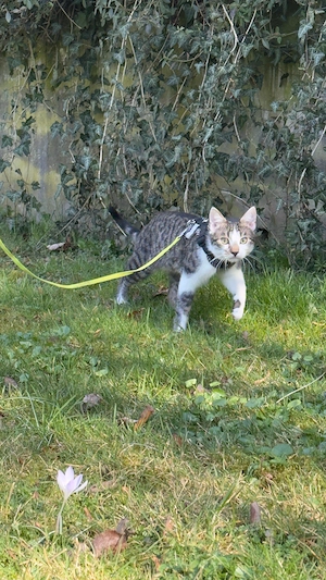 Süßer Kater dringend  Abzugeben