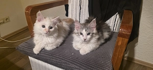 Maine Coon Katerle suchen neue Dosenöffner