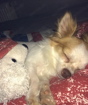 Finja: wunderschöne langhaar Chihuahua Hündin sucht liebevolles Zuhause