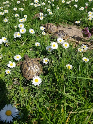Griechische Landschildkröten