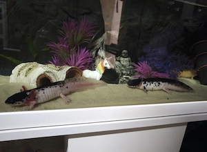 Axolotl Jungtiere 