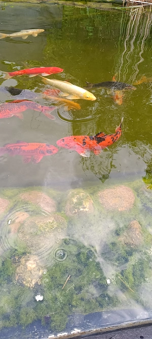 Koi zuverkaufen  Bild 2