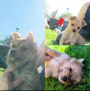 Pomeranian (Zwergspitz) - Yorkshire Terrier -  Welpen