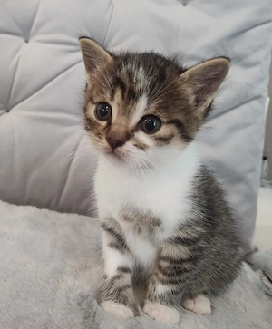 Katzenbabys weibl männlich 