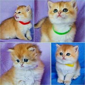 Bkh Kitten mit Stammbaum 