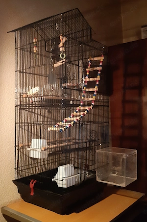 2 Wellensittiche + Käfig + Futter 