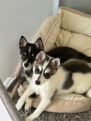 süße  pomsky welpen 