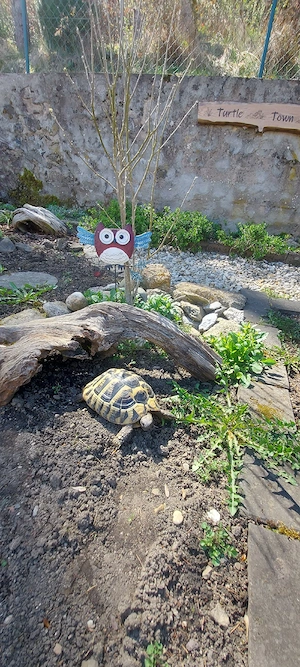 Weibliche Griechische Landschildkröte eierlegend (Thb) 2015