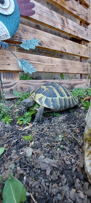 Weibliche Griechische Landschildkröte eierlegend (Thb) 2015