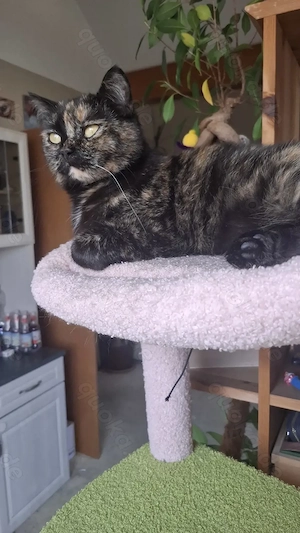 Liebe Britisch Kurzhaar Katze sucht Ihr Zuhause 