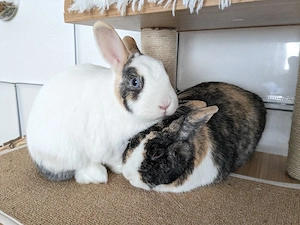 Liebevolles Zuhause für Zwergkaninchenpaar gesucht