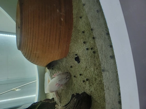Axolotl Paar Bild 4