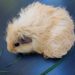  Junge wuschelige Meerschweinchen Mai 2026 m w u Liebhabertier Dame weiß Lunkaya weiß California Bild 4