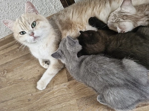Britisch Kurzhaar Bkh Kitten ( Abgabe möglich)